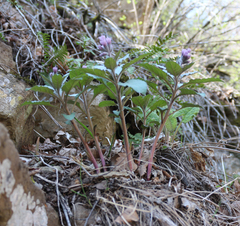 Physochlaina orientalis
