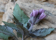 Physochlaina orientalis
