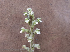 Sarcoglottis schaffneri