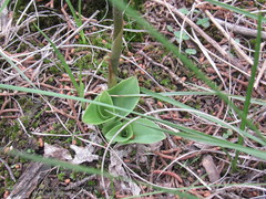 Sarcoglottis schaffneri