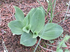 Sarcoglottis schaffneri