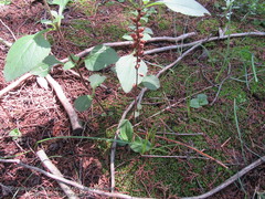 Sarcoglottis schaffneri