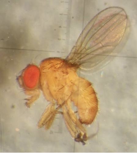 Drosophila ananassae observed 2016-08-22