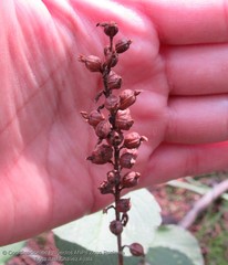 Sarcoglottis schaffneri