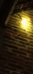 Gekko gecko