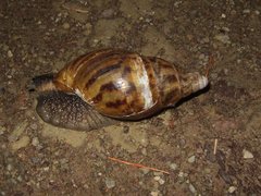 Cochlitoma granulata