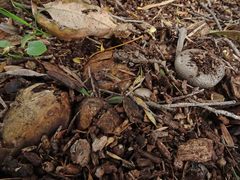 Myriostoma australianum