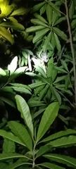 Gekko gecko