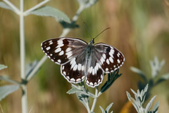 Melanargia galathea