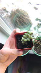 Sedum burrito