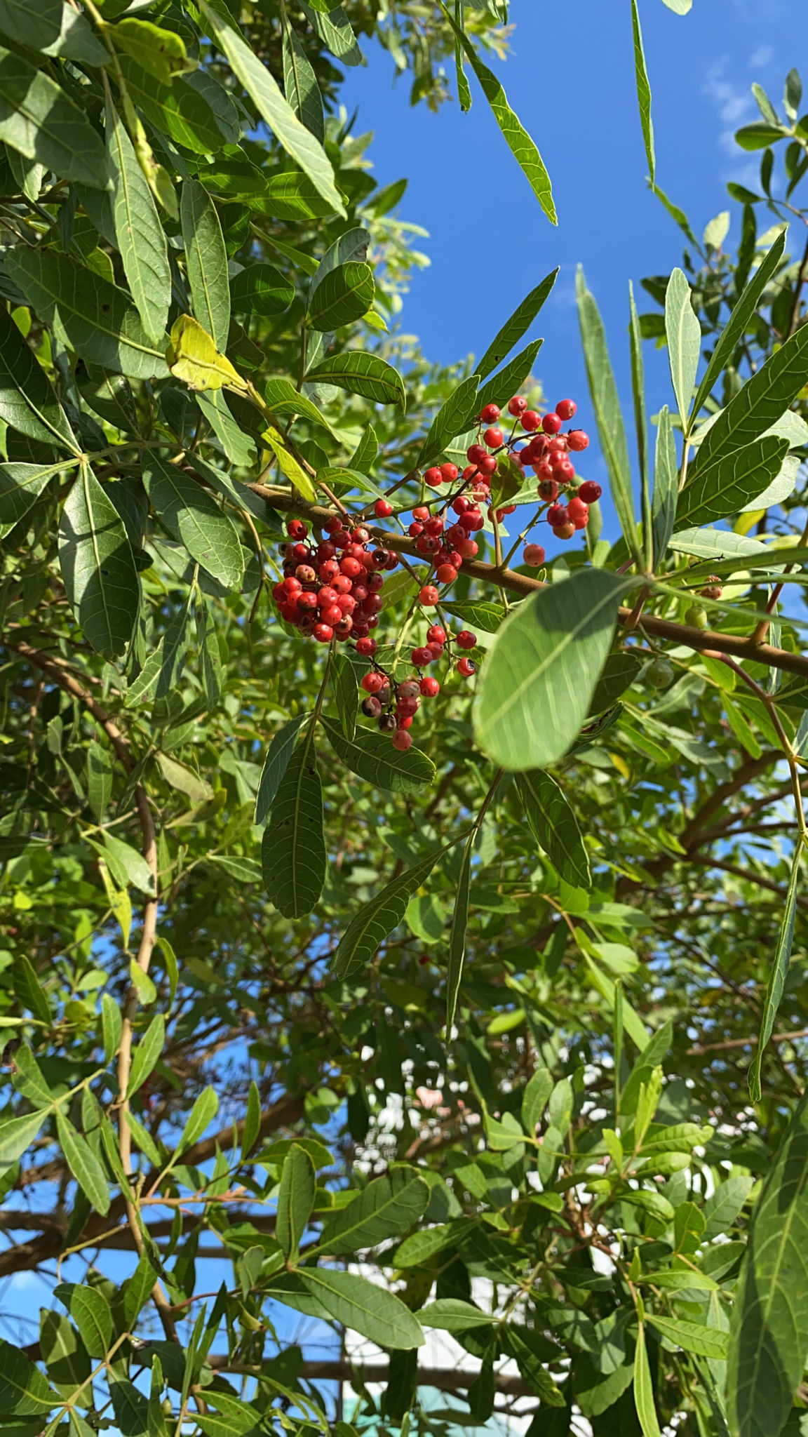 Schinus terebinthifolia