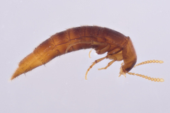Ischnosoma suteri