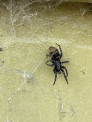 Latonigena auricomis