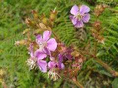 Chaetogastra gracilis