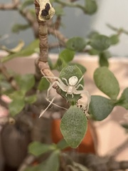 Misumena vatia
