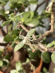 Misumena vatia