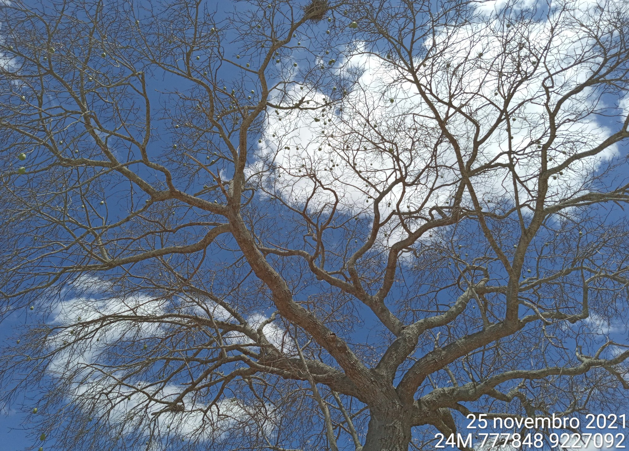 Ceiba glaziovii