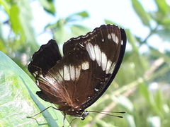 Hypolimnas bolina bolina