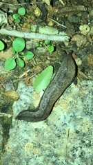 Meghimatium bilineatum