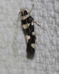 Macrobathra arrectella