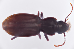 Pterostichus palmi