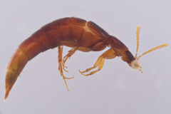 Ischnosoma lecontei