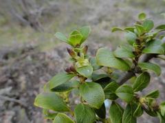 Coprosma montana
