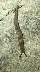 Meghimatium bilineatum