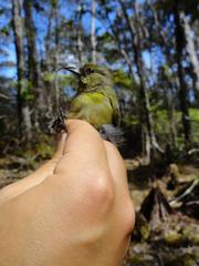 Hemignathus wilsoni