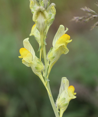 Linaria macroura