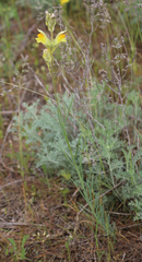 Linaria macroura