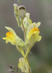 Linaria macroura