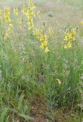 Linaria macroura