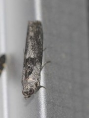 Sciota melanostyla