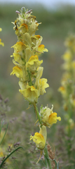 Linaria macroura