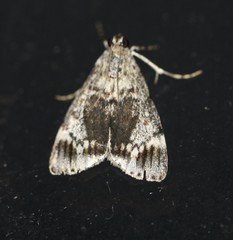 Stericta concisella