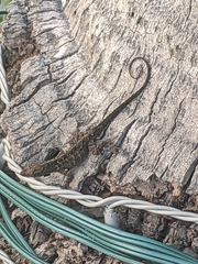 Anolis sagrei