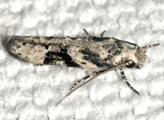 Coleotechnites atrupictella