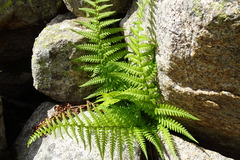 Dryopteris oreades