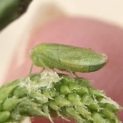 Hyalojassini