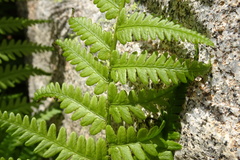 Dryopteris oreades