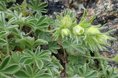 Potentilla nivalis