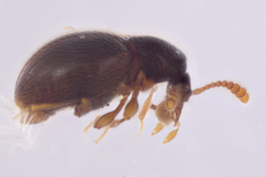 Brachycepsis
