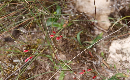 Image of Hesperantha cucullata by (c) Tony Rebelo, some rights reserved (CC BY-SA)