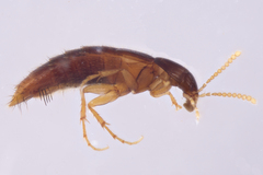 Ischnosoma suteri