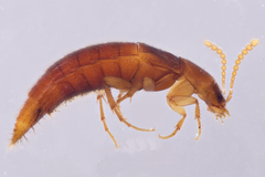 Ischnosoma lecontei