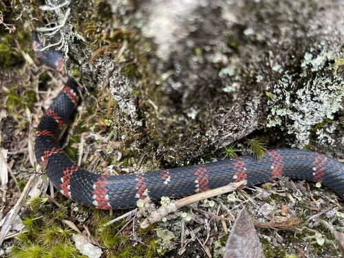 Photo of a Erdis' False Coral Snake (Oxyrhopus erdisii)