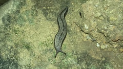 Meghimatium bilineatum