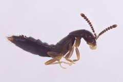 Ocyustiba appalachiana
