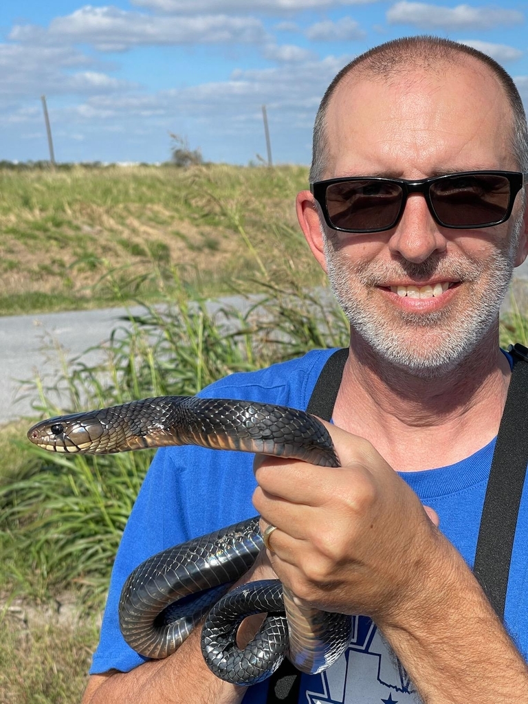 Central American Indigo Snake In December 2021 By Scotty Lofland   Large 